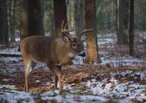 A buck in Cades Cove in the snow.