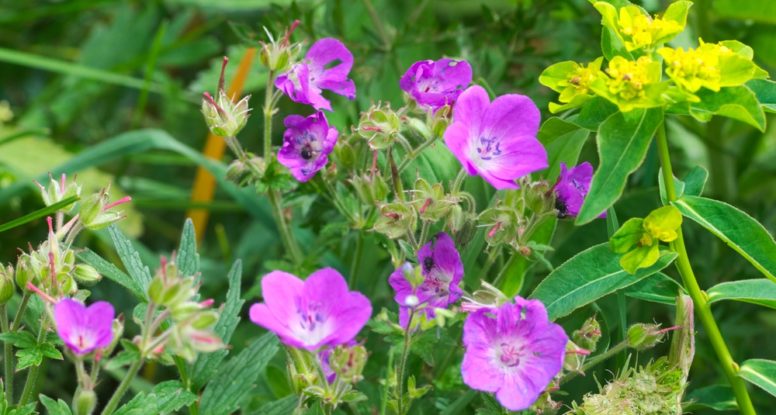 Spring wildflowers in the Smoky Mountains