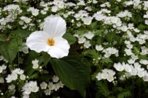 white trillium in the Great Smoky Mountains