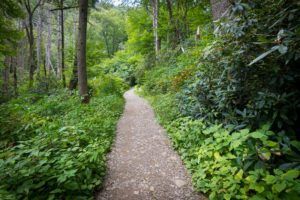 Trail in Smoky Mountains