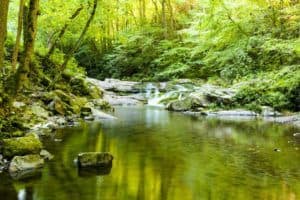 quiet pool in mountain stream