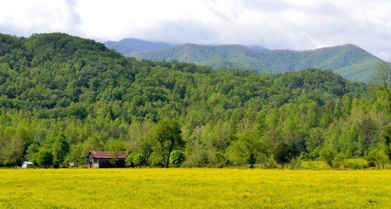 Field of yellow and Smoky Mountains in Wears Valley Tn