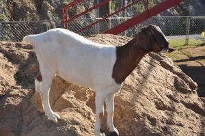 A white and brown goat