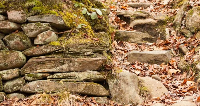 A set of stone stairs in the forest with leaves and moss around