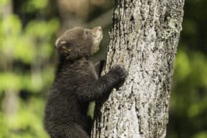 black bear in the Smoky Mountains