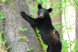 black bear in the Smoky Mountains 