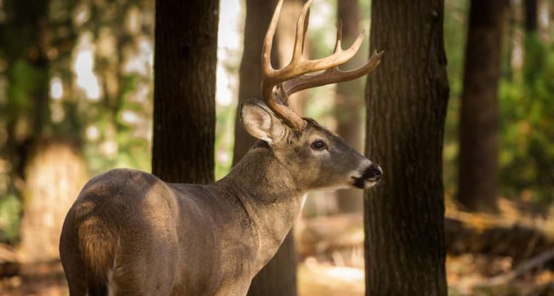 deer in the Smoky Mountains