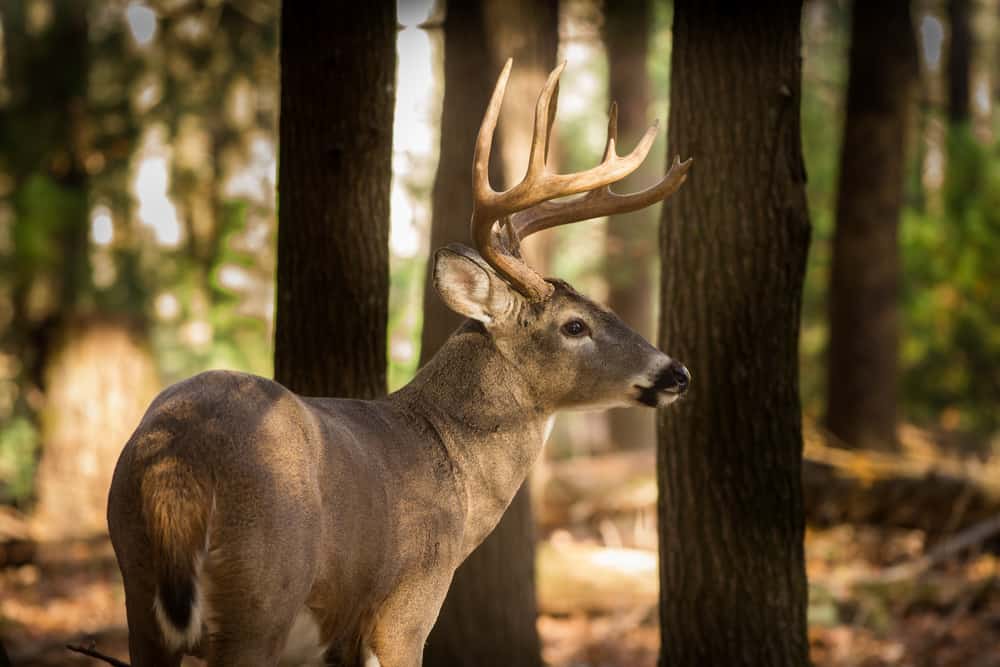 deer in the Smoky Mountains