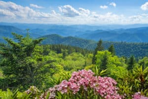 wildflowers in the Smoky Mountains