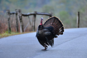 wild turkey in the smoky mountains