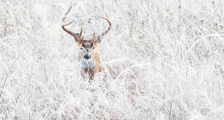 smoky mountain wildlife