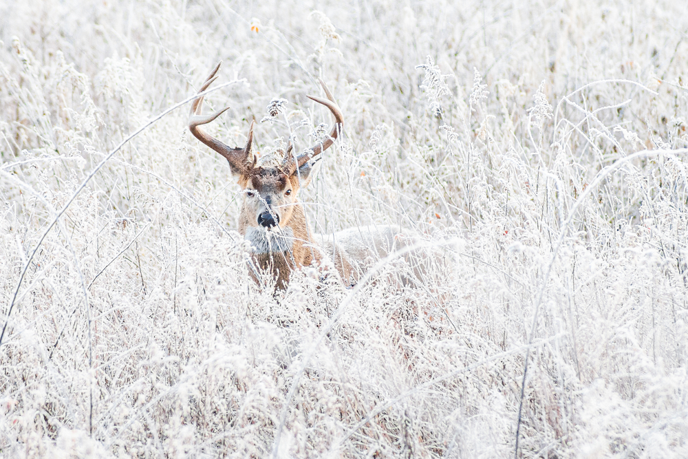 smoky mountain wildlife