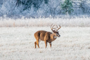 white-tailed deer in the smokies