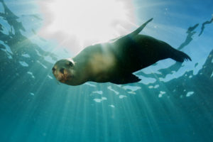 sea lion